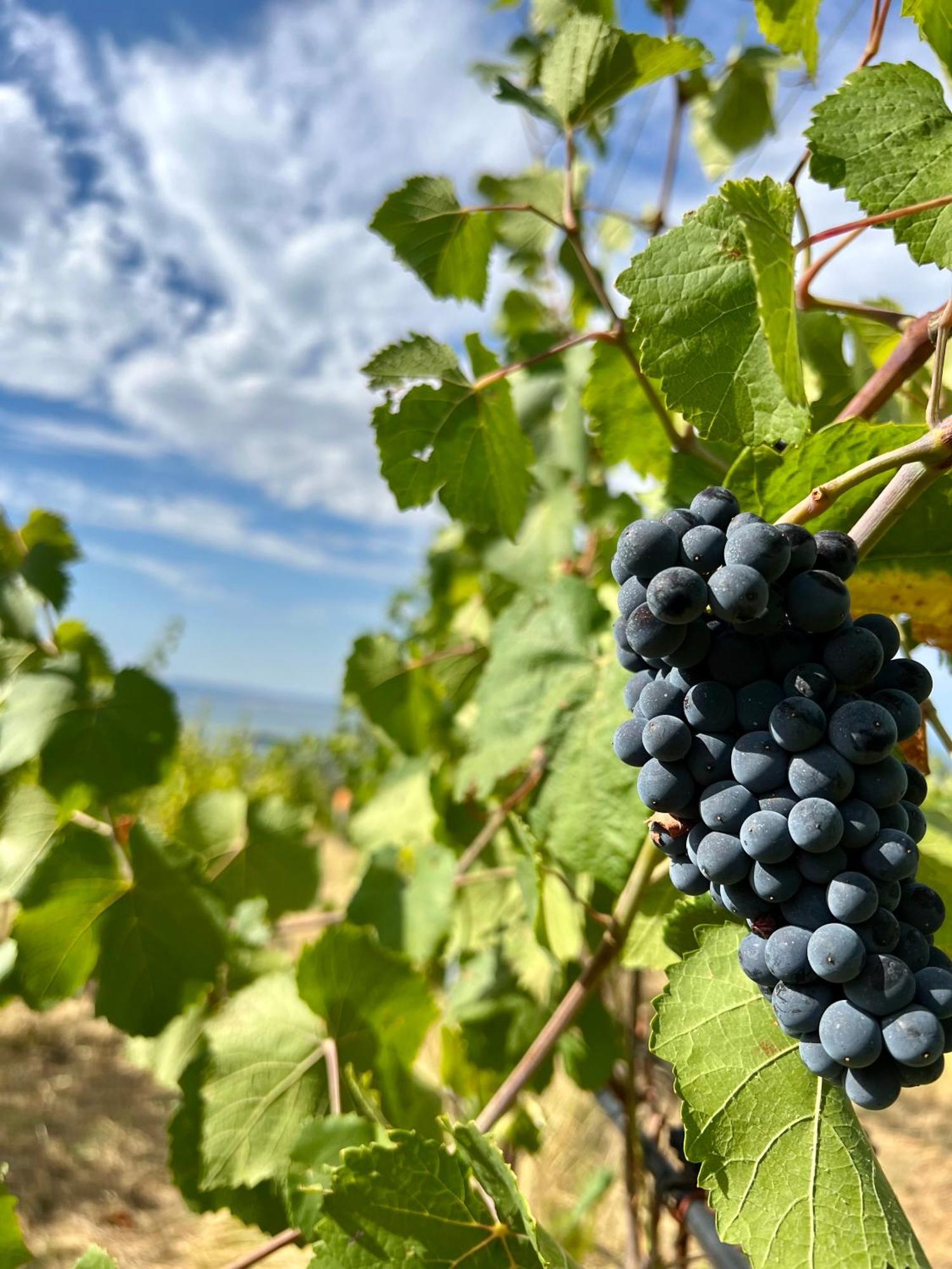 Di Colle In Colle - Agriturismo Passignano sul Trasimeno Ngoại thất bức ảnh